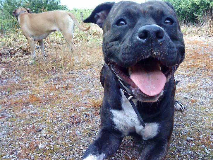 Amerikansk staffordshire terrier Beti billede 17