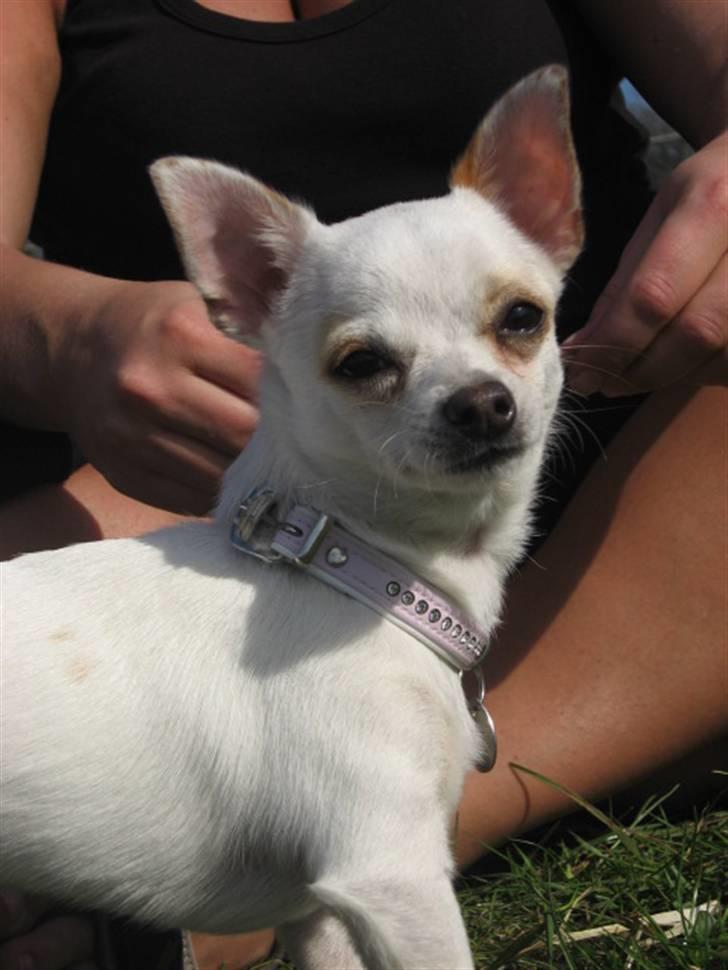 Chihuahua Perle billede 1