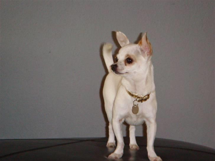 Chihuahua Perle billede 2