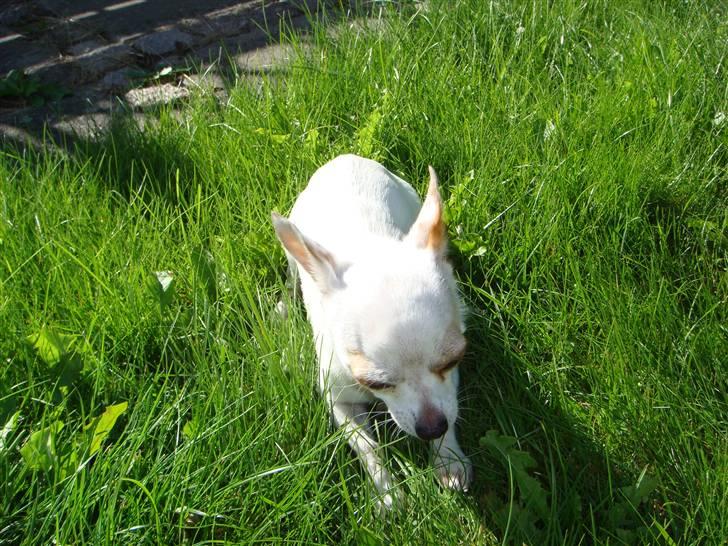 Chihuahua Perle billede 3