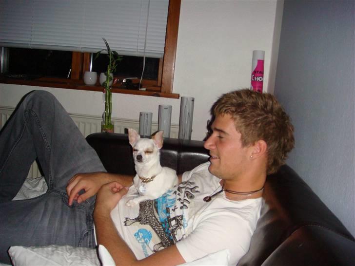 Chihuahua Perle billede 4