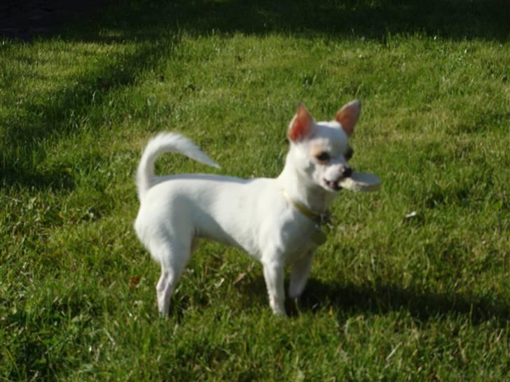 Chihuahua Perle billede 5