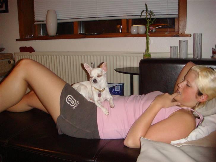 Chihuahua Perle billede 6