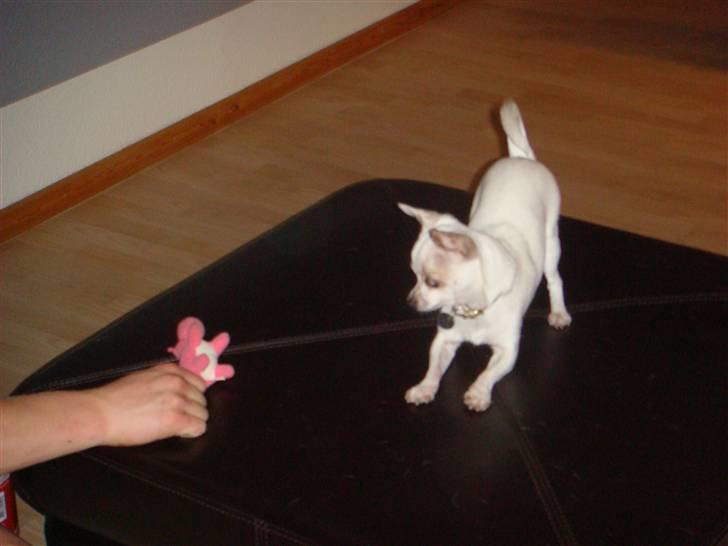 Chihuahua Perle billede 7