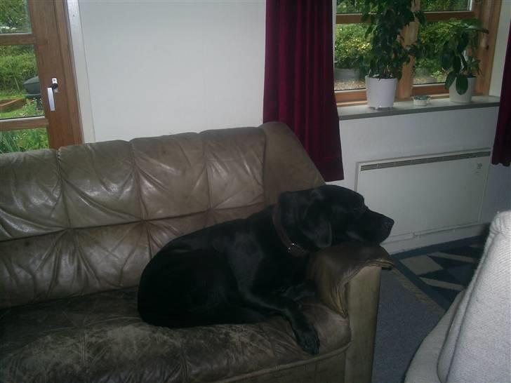 Labrador retriever teddy billede 5