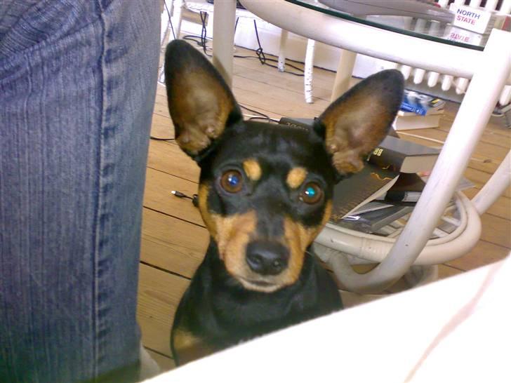 Dvaergpinscher Magnus - tager du stadig de billeder?? billede 10