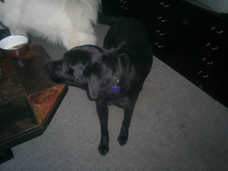 Labrador retriever teddy billede 6