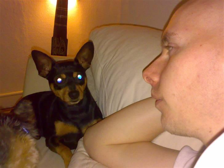 Dvaergpinscher Magnus - hvad siger du far?? billede 11