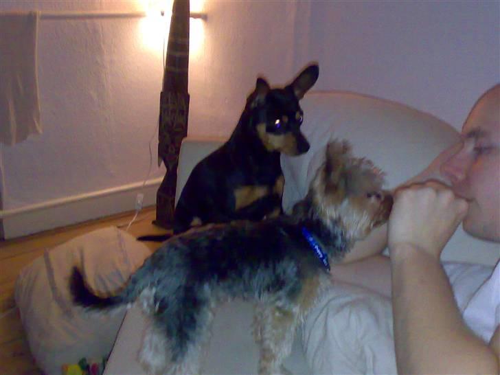 Dvaergpinscher Magnus - julle han snyder igen :( billede 12