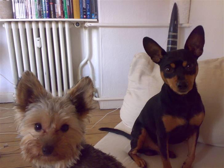 Dvaergpinscher Magnus - hvad siger hun dog, at vi skal ud og gå tur ;) billede 13