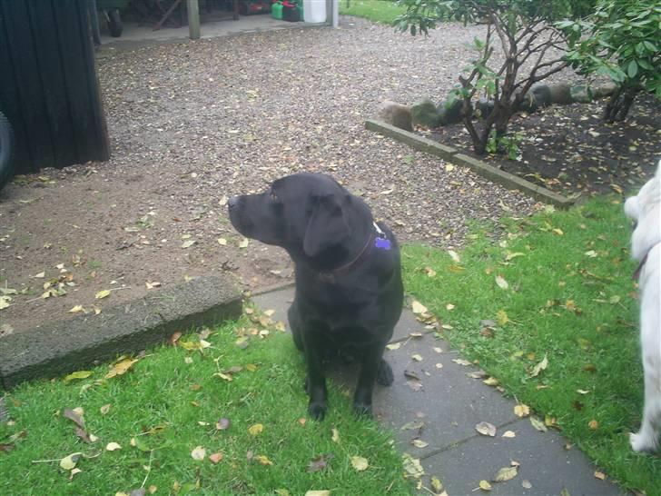 Labrador retriever teddy billede 7