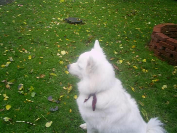 Samojedhund Mimmi billede 6