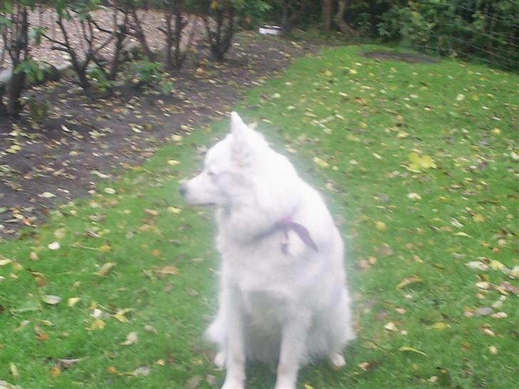 Samojedhund Mimmi billede 7