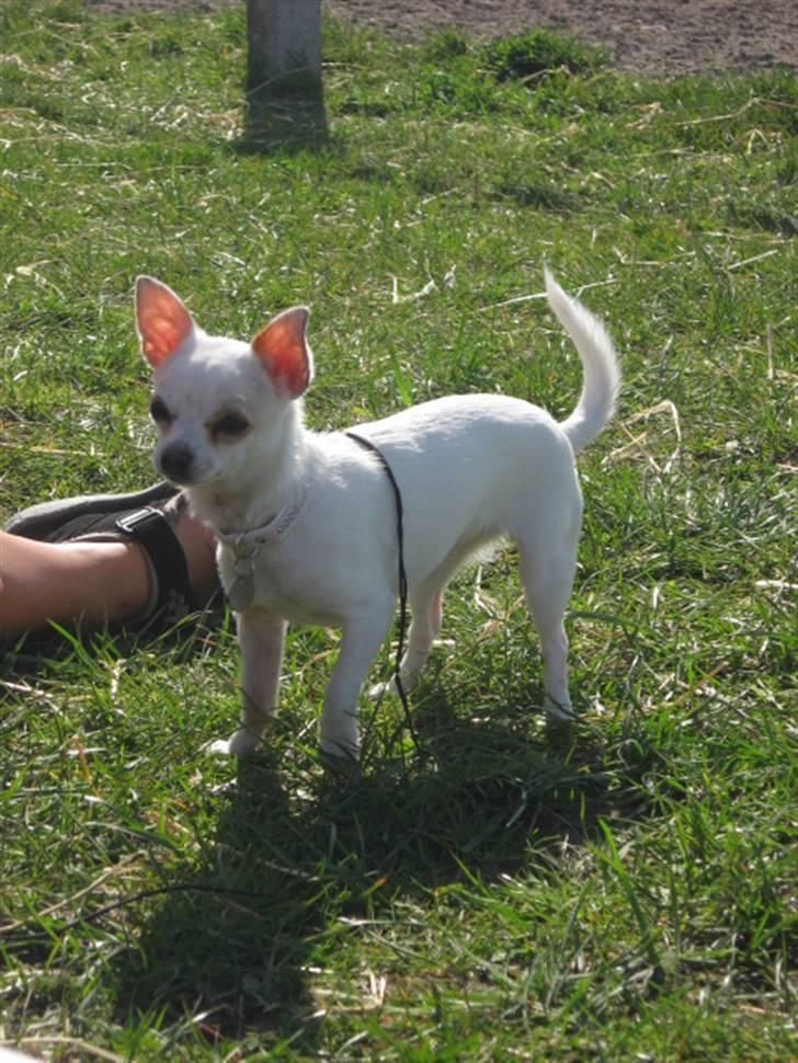 Chihuahua Perle billede 8