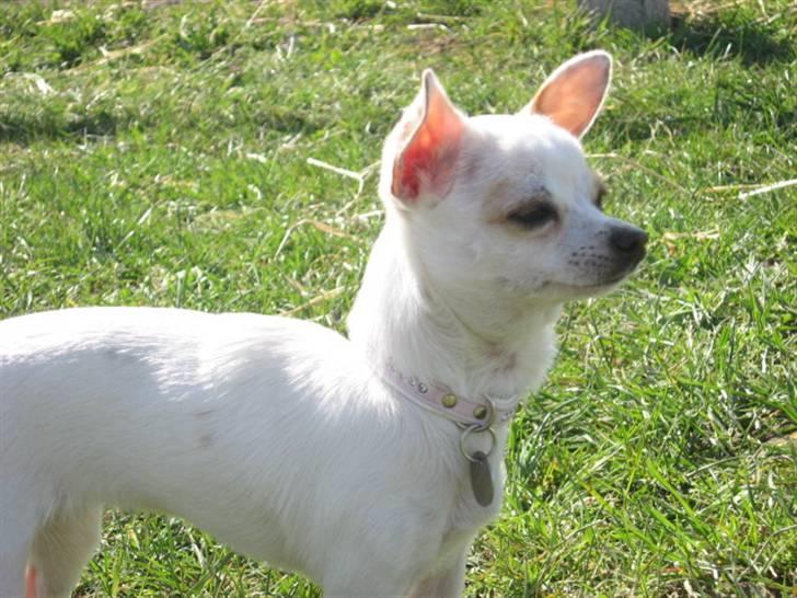 Chihuahua Perle billede 9