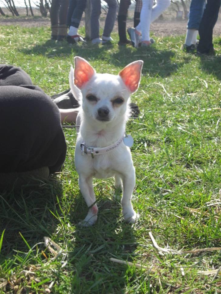 Chihuahua Perle billede 10