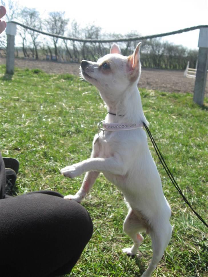 Chihuahua Perle billede 11