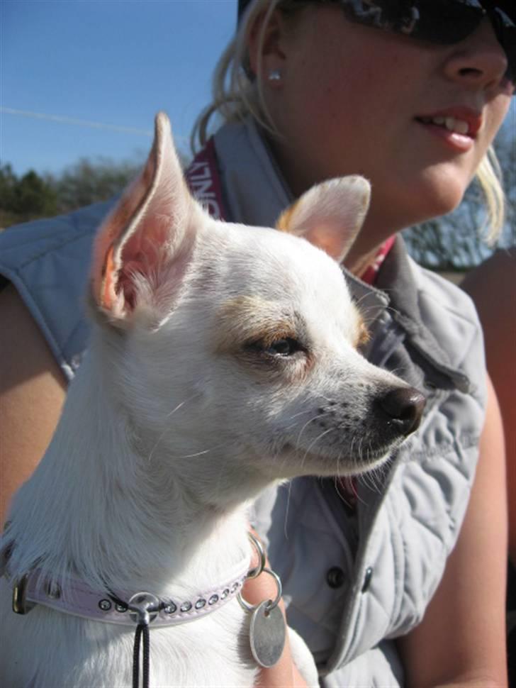 Chihuahua Perle billede 12