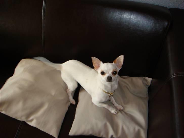 Chihuahua Perle billede 13