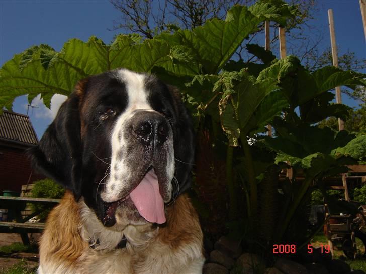 Sankt bernhardshund Balder - jeg er meget stille og rolig billede 1