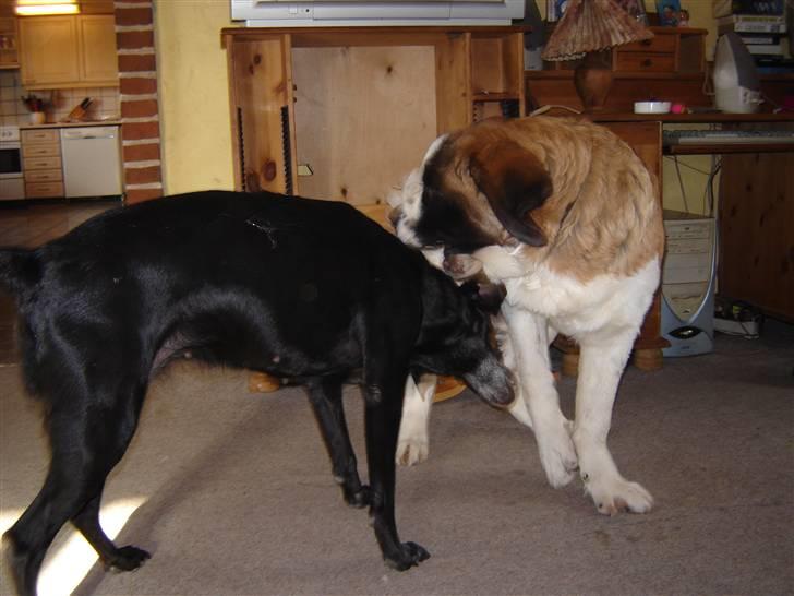 Sankt bernhardshund Balder - Her leger jeg med gl. Trunte hun er 12 år billede 2