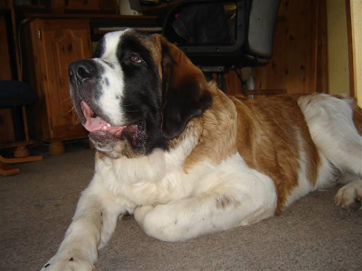 Sankt bernhardshund Balder - Juhu det er mig Balder billede 3