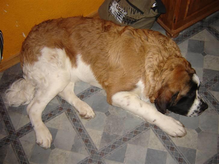 Sankt bernhardshund Balder - Jeg sover jo sommetider billede 4
