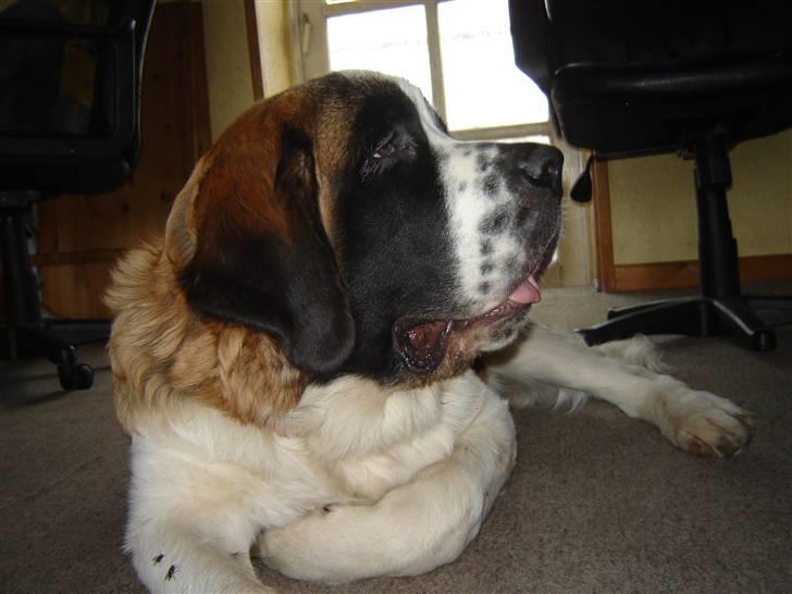 Sankt bernhardshund Balder - Er der mad det er det bedste jeg ved billede 5