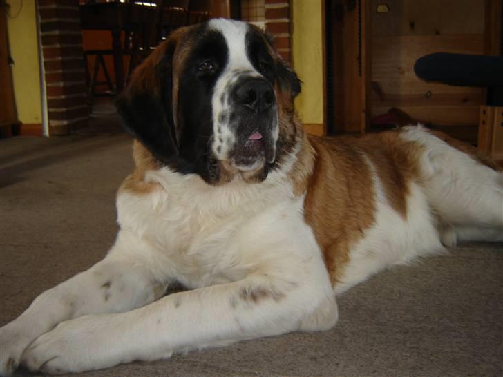 Sankt bernhardshund Balder - Jeg skal gerne holde øje med alt billede 6