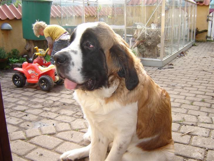 Sankt bernhardshund Balder - Her er jeg udenfor billede 7