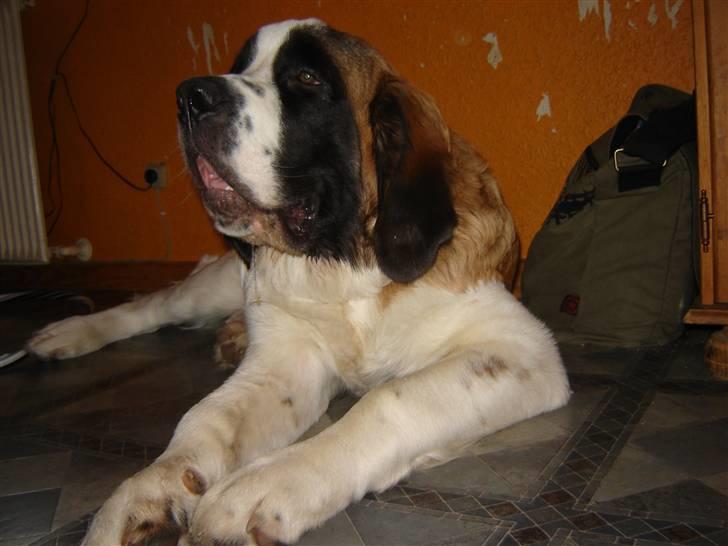 Sankt bernhardshund Balder - Jeg ligger meget ned  billede 8