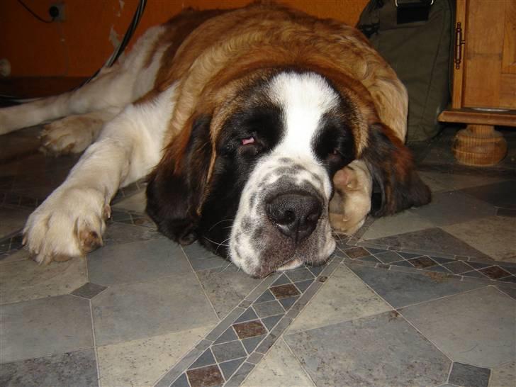Sankt bernhardshund Balder - Jeg er meget træt billede 9
