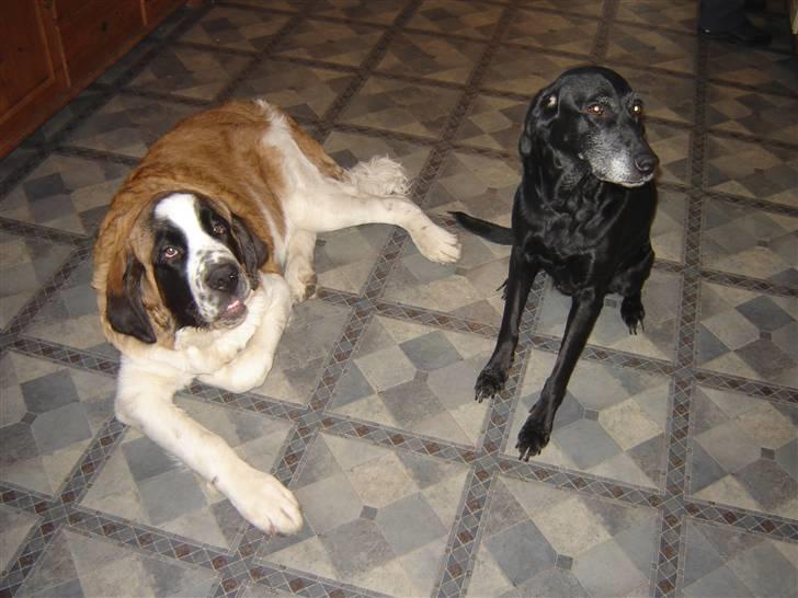 Sankt bernhardshund Balder - Her er jeg sammen med Trunte billede 10