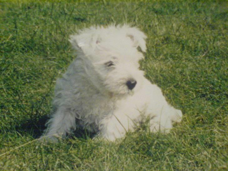 West highland white terrier Coco - En af de første dage hjemme... billede 9