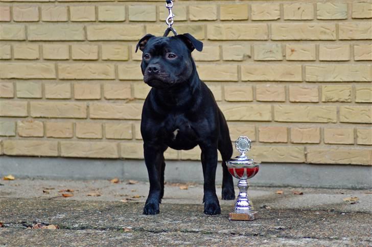 Staffordshire bull terrier Solo billede 20