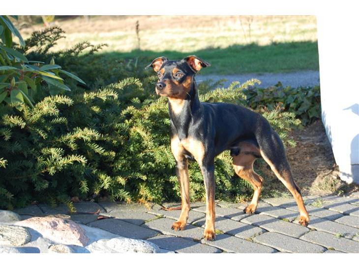 {{currentPhoto.altText}} billede {{currentPhoto.number}}