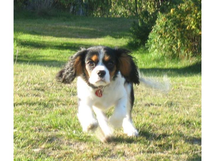 Cavalier king charles spaniel Dina - Yeeha! Ligefrem fartstriber :b billede 1