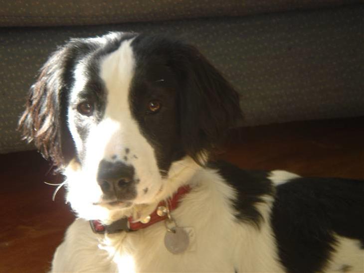 {{currentPhoto.altText}} billede {{currentPhoto.number}}