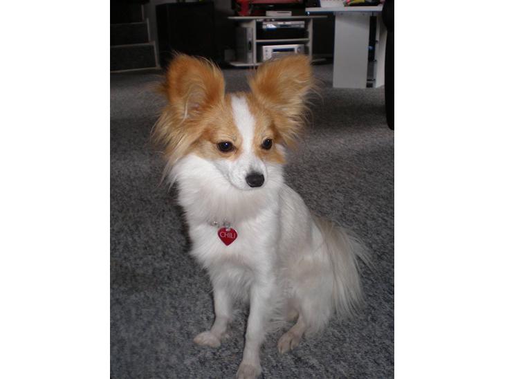 {{currentPhoto.altText}} billede {{currentPhoto.number}}