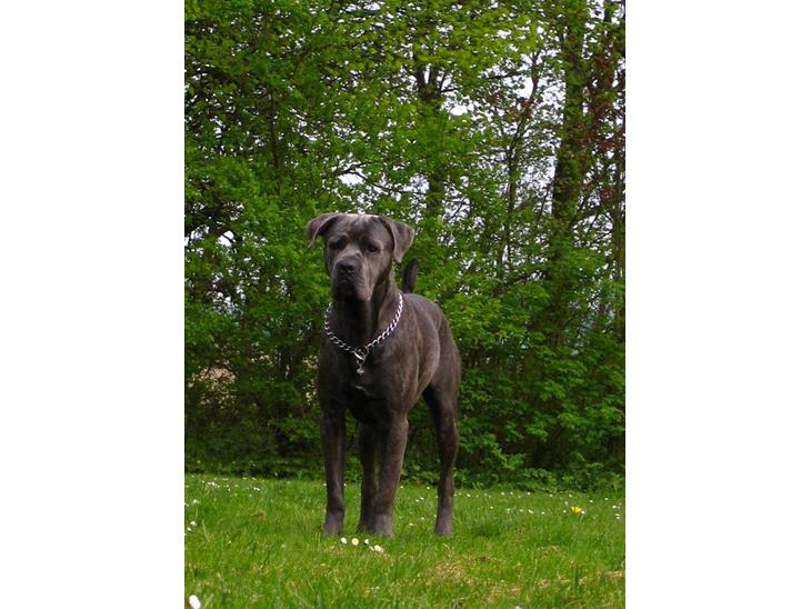 Cane corso  - DIABLO - R.I.P - Nyt af mig her......... billede 1