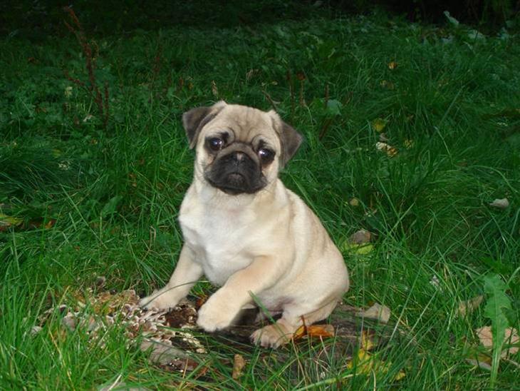 Mops Cosmo billede 1