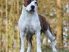 Amerikansk staffordshire terrier ¤GIULY¤ [ Himmelhund]