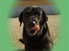 Labrador retriever Balder*R.I.P* [ Himmelhund]