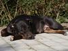 Blanding af racer Bella R.I.P. [ Himmelhund]