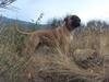 Bullmastiff Cæsar [ Himmelhund]