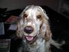 Cocker spaniel Mille
