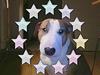 Blanding af racer (bullterrier) Gizmo R.I.P