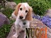 Cocker spaniel :)nuggi  RIP
