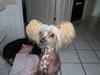 Chinese crested hårløs Dee-dee