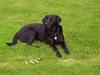 Labrador retriever Sussie